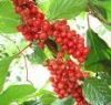 Sell Schisandra Chinensis *****