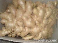 Sell Semi-Dried Ginger