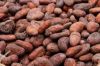 High quality cocoa beans suppliers