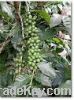 Export Coffee Beans | Arabica Coffee Beans Suppliers | Robusta Coffee Beans Exporters | Coffee Bean Traders | Wholesale Instant Coffee | Buy Coffee Beans | Bulk Coffee Bean | Green Coffee Bean Buyer | Low Price Roasted Coffee Bean | Import Coffee Bean | C