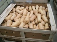 Sell fresh organic Butternut Squash from Argentina
