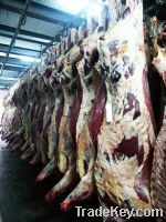 Sell Halal Beef Carcass