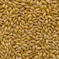 Sell FEED BARLEY