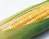 Sell YELLOW CORN