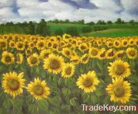 Export Refined Sunflower Oil | Pure Sunflower Oil Suppliers | Refined Sunflower Oil Exporters | Refined Sunflower Oil Traders | Refined Sunflower Oil Buyers | Pure Sunflower Oil Wholesalers | Low Price Sunflower Oil | Best Buy Sunflower Oil | Buy Sunflowe