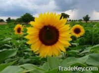 Export Refined Sunflower Oil | Pure Sunflower Oil Suppliers | Refined Sunflower Oil Exporters | Refined Sunflower Oil Traders | Refined Sunflower Oil Buyers | Pure Sunflower Oil Wholesalers | Low Price Sunflower Oil | Best Buy Sunflower Oil | Buy Sunflowe