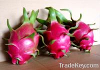 Sell Dragon fruit from Vietnam