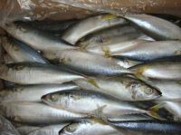 Sell Frozen IQF Mackerel