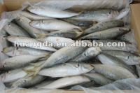 Sell Frozen W/R Horse Mackerel