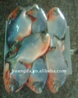 Sell Frozen W-R Red Pomfret