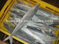 Sell Frozen W/R Spanish Mackerel