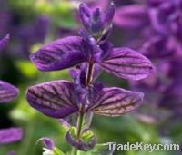 Sell Salvia Sclare Extract
