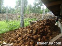 Sell Coconut Shell