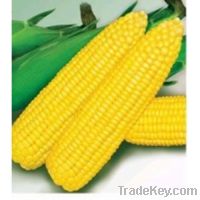 Sell Frozen Sweet Corn of 2013 New Season