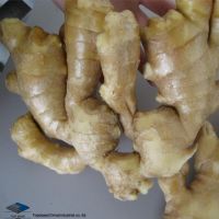 Sell Air-dry ginger