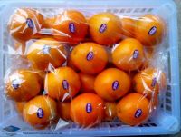 Sell Fresh Noval Orange