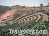 RWANDA FULLY WASHED GAKENKE DISTRICT  by Terra Nera