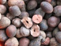 Sell Shea nut from Burkina Faso
