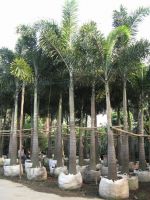 Wodyetia Bifureata-Foxtail Palm