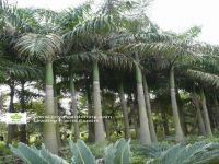 Roystonea Regia (Palm Trees-Landscaping Plants)