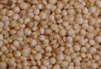 Selling high quality white quinoa from Peru