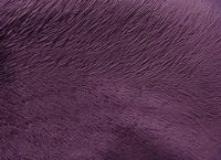 Sell burn out velboa sofa fabric/ velvet upholstery fabric