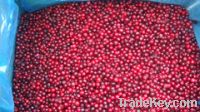 Sell IQF Lingonberry