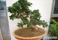 Sell bonsai artificial clay soil pellets
