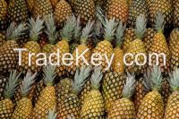 Sell Pineapples