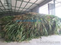 Sell High quality- Best price Corn silage for animal feed