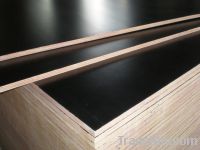 phenolic brown film faced plywood for building
