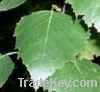 Sell Brich Leaf extract