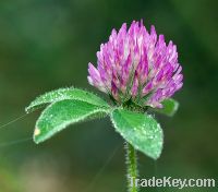 Sell Red clover extract