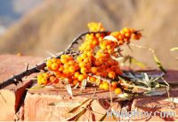 Sell Seabuckthorn seed extract