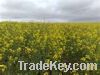 LOOKING FOR CRUDE RAPESEED OIL?