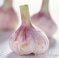 Sell garlic powder extract about 20 to 25 % percentage of allicin