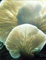 Oyster Mushroom Powder