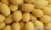 Sell fresh loquat in wholesale price !!!