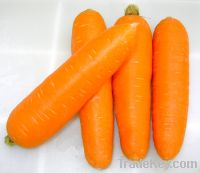 Sell fresh carrot in low price !!!!