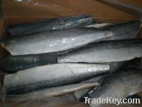 Sell Seafood Frozen Spanish Mackerel
