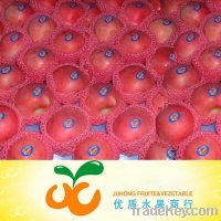 Chinese Red Apple