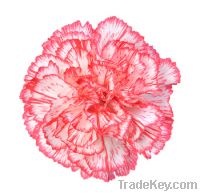 Spray Carnation