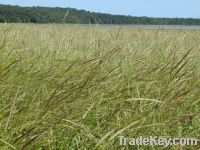 Sell - Organic Wild Rice