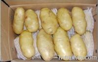 Sell fresh holland potatoes