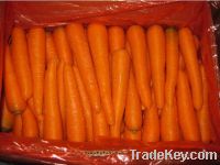 Sell Fresh red carrot 2011