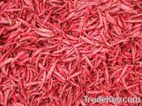 Sell dried chaotian chilli