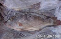 Sell frozen tilapia fish  wr