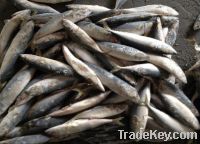 Sell canning grade pacfic mackerel fish