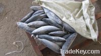Sell FROZEN BONITO tuna fish