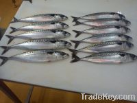 HG mackerel "Scomber Scombrus"